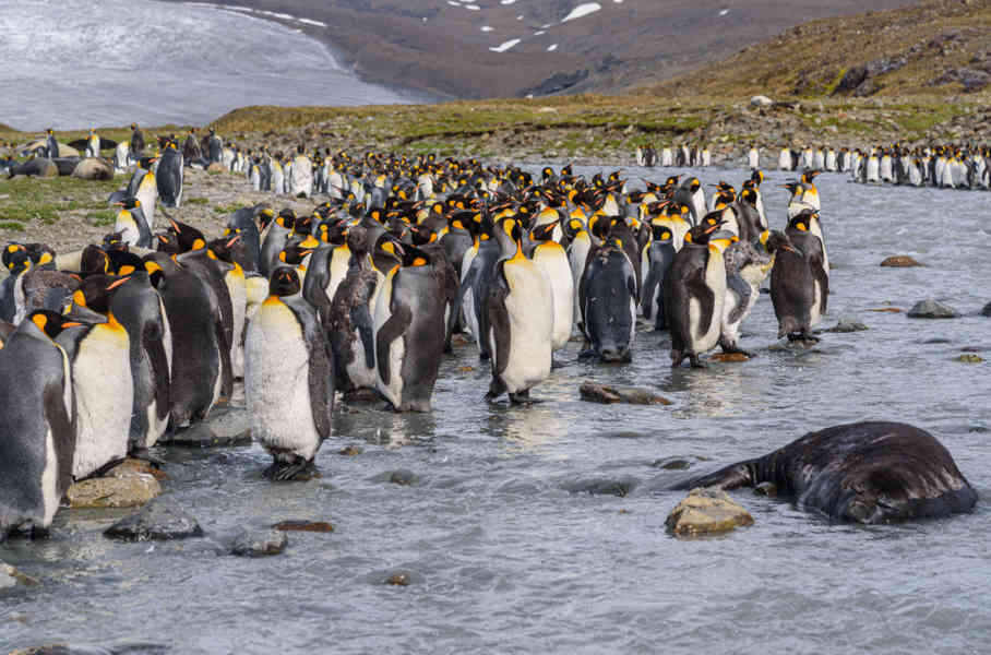 Pingüino Rey - islas Georgias del Sur 013.jpg